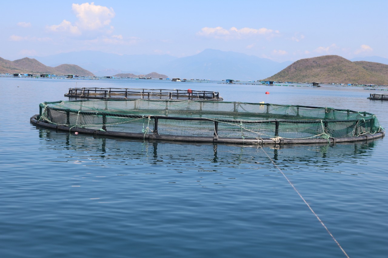 Vietnam will benefit greatly from offshore marine farming. Photo: V.D.T.