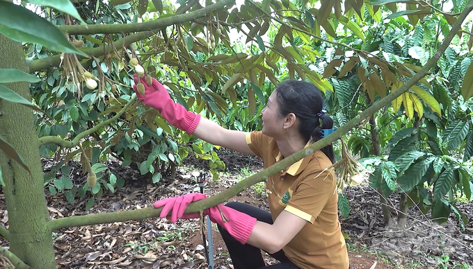 Việc canh tác theo quy trình hữu cơ không chỉ giúp cây trồng phát triển tốt, bảo vệ đất mà còn cho sản phẩm chất lượng cao. Trong ảnh là sầu riêng xen canh cà phê của xã viên HTX Bechamp Ảnh: Hồng Thủy.