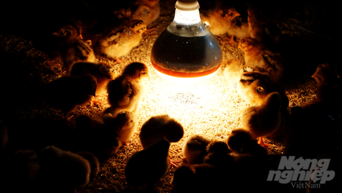 Trung tâm VIGOVA luôn trú trọng đến việc nâng cao chất lượng giống gà VLV. Ảnh: Trần Phi.