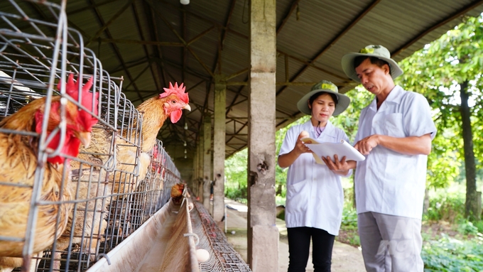 Thạc sĩ Nguyễn Đức Thỏa cùng đồng nghiệp đánh giá khả năng thích ứng biến đổi khí hậu đối với giống gà VLV. Ảnh: Trần Phi.