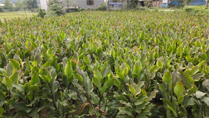 Diện tích trồng cây dong riềng tại Bắc Kạn đang ngày càng giảm, kéo theo nguy cơ các cơ sở chế biến thiếu nguyên liệu. Ảnh: Ngọc Tú. 