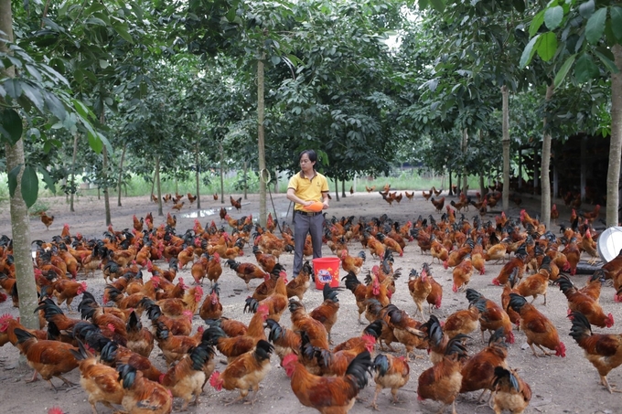 Công ty CP Giống gia cầm Lượng Huệ hiện đang là 1 trong 3 nhà sản xuất gà ta nội địa lớn nhất Việt Nam. Ảnh: Đinh Mười.