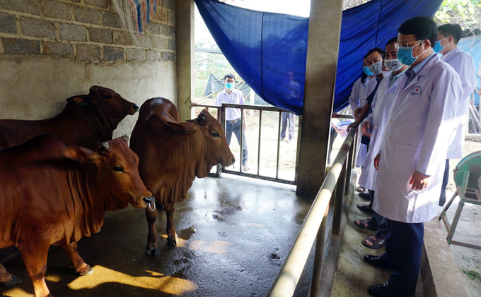 Nhiều người dân còn chủ quan, không thực hiện tiêm vacxin phòng bệnh viêm da nổi cục cho đàn trâu, bò. Ảnh: Phạm Hiếu.