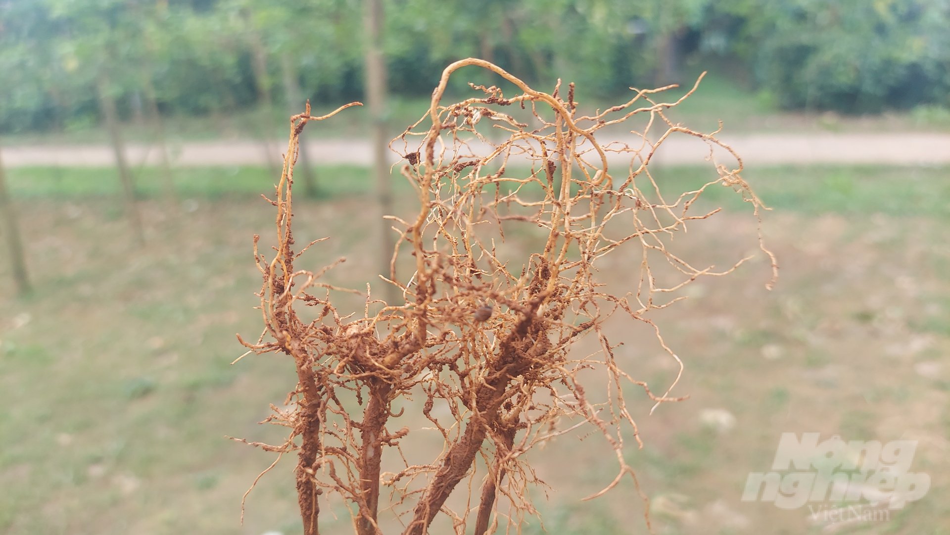 Với bộ rễ như thế này, ông Phan Hạc tại thôn Phùng Lâm, xã Hướng Phùng cho rằng không nên trồng để tránh thiệt hại về sau. Ảnh: Võ Dũng.