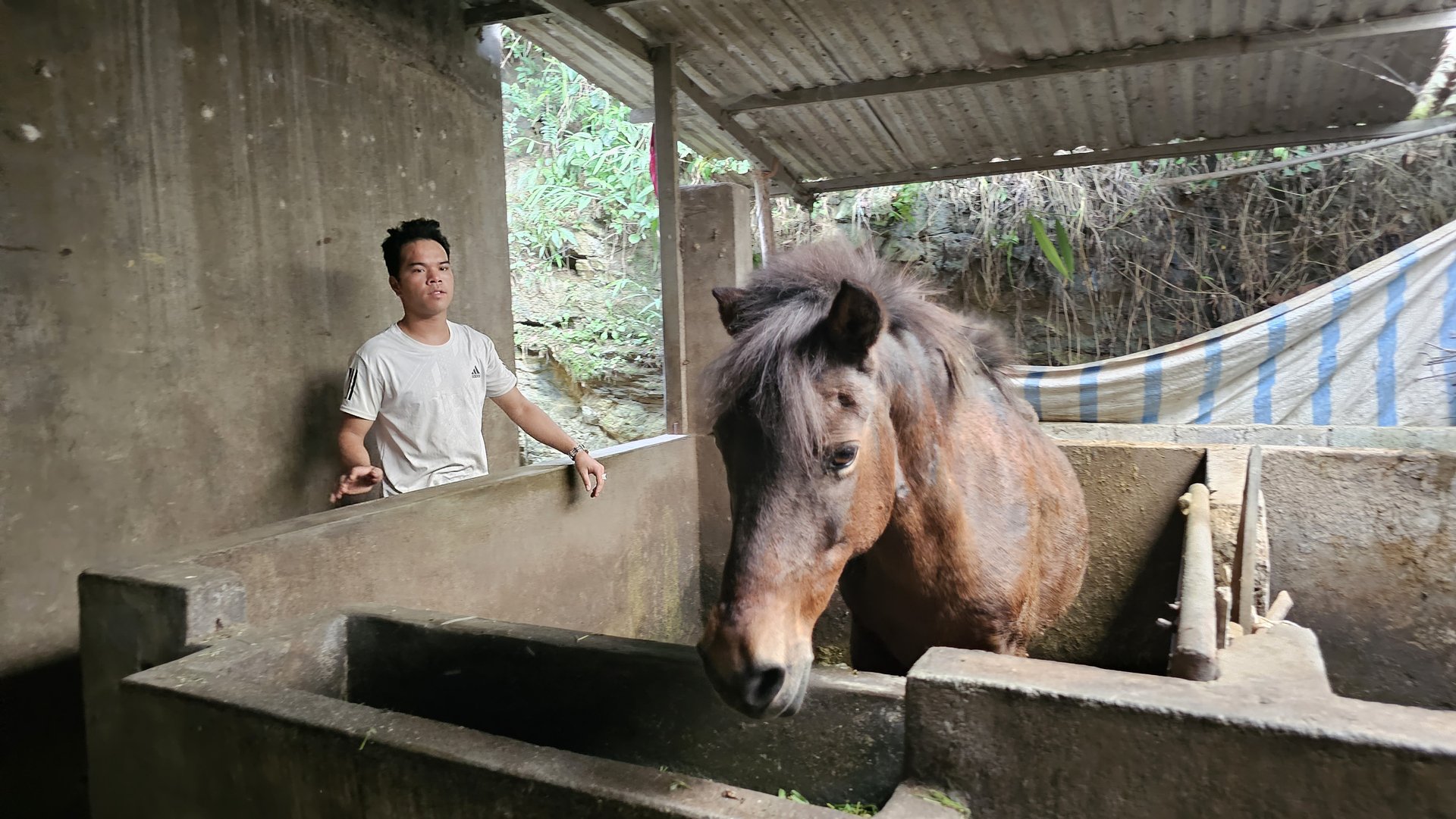 Xã Na Hối, Bắc Hà, Lào Cai có nhiều hộ nuôi ngựa nhất trong toàn huyện. Con ngựa như một khoản tiền tiết kiệm đối với họ. Ảnh: Hải Đăng.