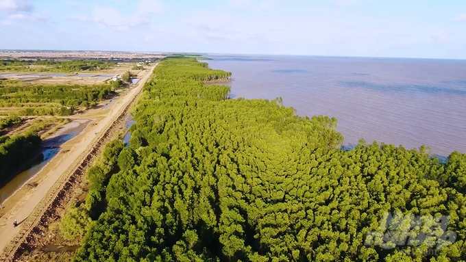 Soc Trang province's planning for the period 2021 - 2030, with a vision to 2050, sets the goal of increasing forest coverage in the area to 3% by 2030. Photo: Van Vu.