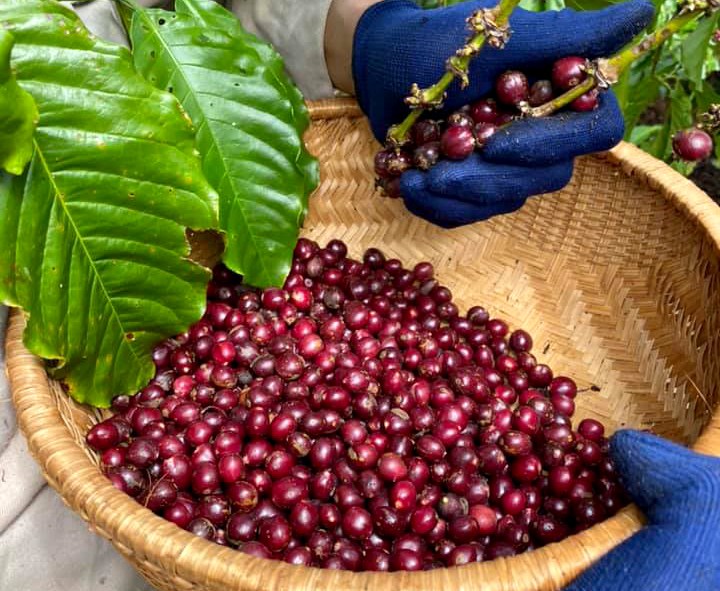 Vietnamese farmers harvesting coffee. Photo: Son Trang.