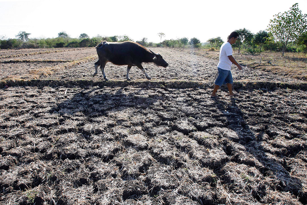 A farmer guides his carabao on dry and cracked farmland in San Juan town, Batangas, April 18, 2010. Photo: REUTERS/ROMEO RANOCO