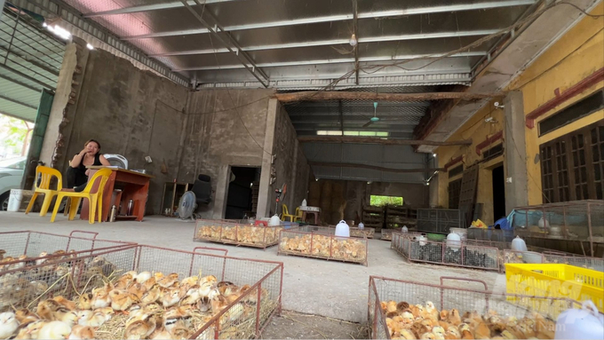 Smuggled poultry breeds are sold openly at the Dai Xuyen poultry breed market, Phu Xuyen district, Hanoi. Photo: Hung Khang.