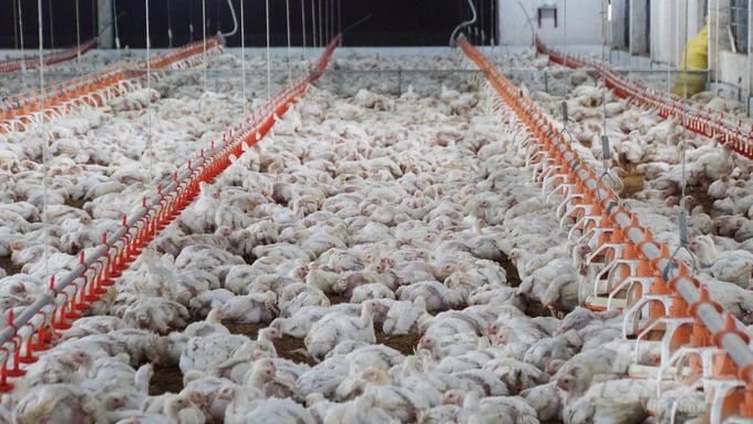 Mỗi năm, HTX Long Thành Phát cung cấp ra thị trường 5 - 7 triệu con gà lông trắng, 30% trong số đó được xuất khẩu sang Nhật Bản. Ảnh: Lê Bình.