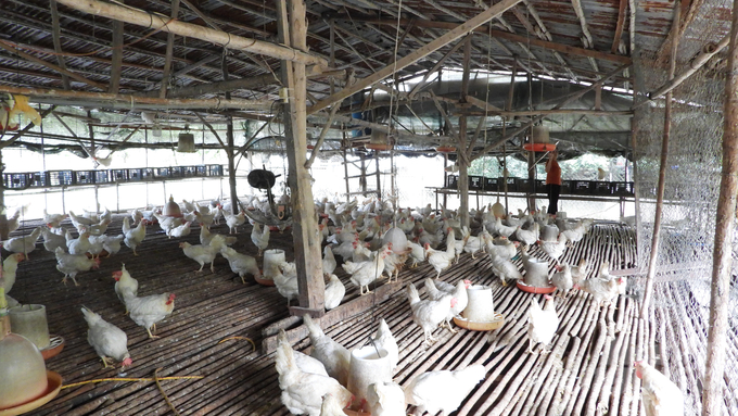 Mô hình nuôi gà bằng thảo mộc, thảo dược của HTX nông nghiệp Phú Ngọc có thương hiệu và chổ đứng trên thị trường. Ảnh: Trần Trung.