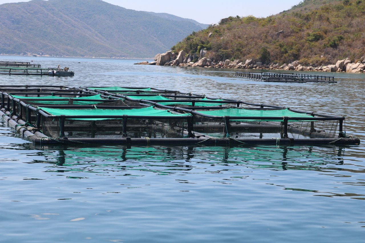 If the industry wants to develop industrial marine farming, the authorities must hand over the sea surface for at least 20 - 30 years so that organizations and individuals can feel secure enough to make investments in infrastructure. Photo: V.D.T.