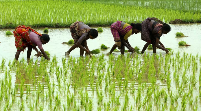 Indian women plant rice in Midnapur, 150 kilometers west of Kolkata in eastern India. 