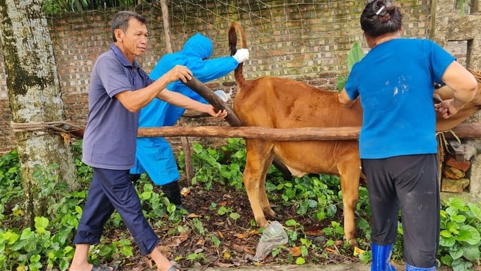 Local governments must place emphasis on the monitoring of diseases in cattle herds, especially in areas with a high risk of disease or existing outbreak hotspots. This proactive approach aims to promptly detect, alert, and address new disease outbreaks as soon as they are identified. Photo: Pham Hieu.
