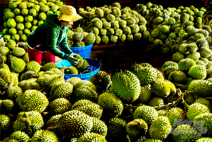 Dong Nai province currently designates the establishment of production, processing, and value-added linkages as its top priority.