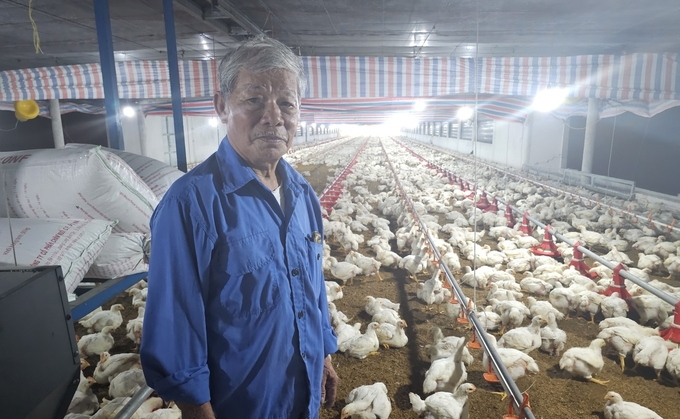 Ông Thu cho biết, nuôi gà trại lạnh khỏe re, đảm bảo môi trường và an toàn dịch bệnh. Ảnh: Kim Sơ.
