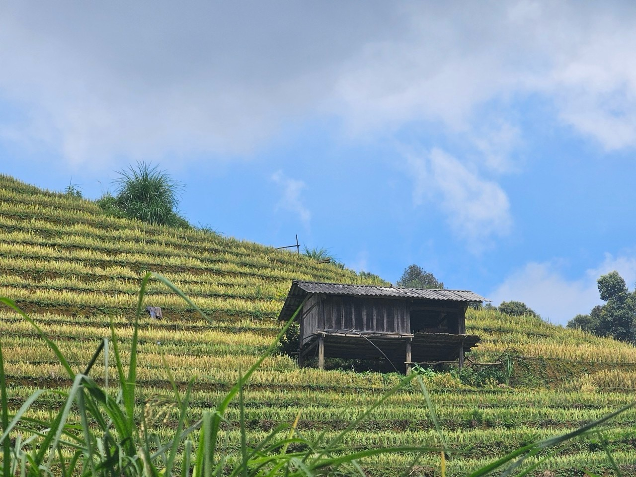 Wooden house hidden in the field. Photo: Thanh Tien.