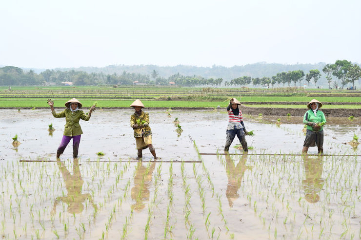 Sản xuất lúa ở Indonesia bị ảnh hưởng mạnh bởi El Nino.