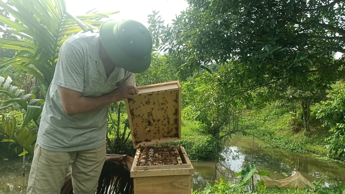 Anh Thái nuôi hơn 20 thùng ong trong trang trại để vừa thụ phấn cho cây ăn quả, vừa tăng thu nhập. Ảnh: Ánh Nguyệt.