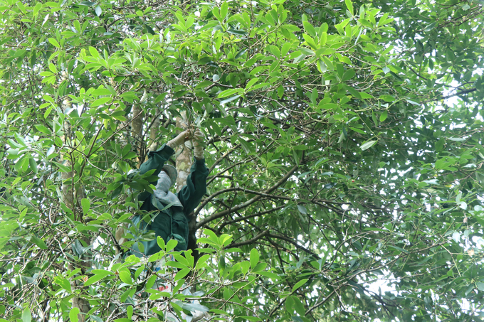 Diện tích nhiễm bệnh thán thư trên cây hồi ở huyện Chợ Mới đang gia tăng. Ảnh: Ngọc Tú. 