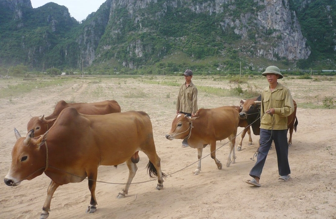 The mountainous district of Tuyen Hoa has a high rate of cross-bred cattle, helping to increase income for farmers. Photo: Tam Phung.