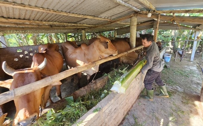 Đàn bò giống chất lượng cao của gia đình anh Trần Văn Viên. Ảnh: T.P