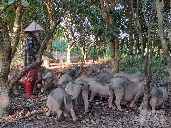 Lợn Móng Cái được chăn thả ngoài vườn, cho ăn các loại rau, củ để tăng chất lượng thịt. Ảnh: Nguyễn Thành.