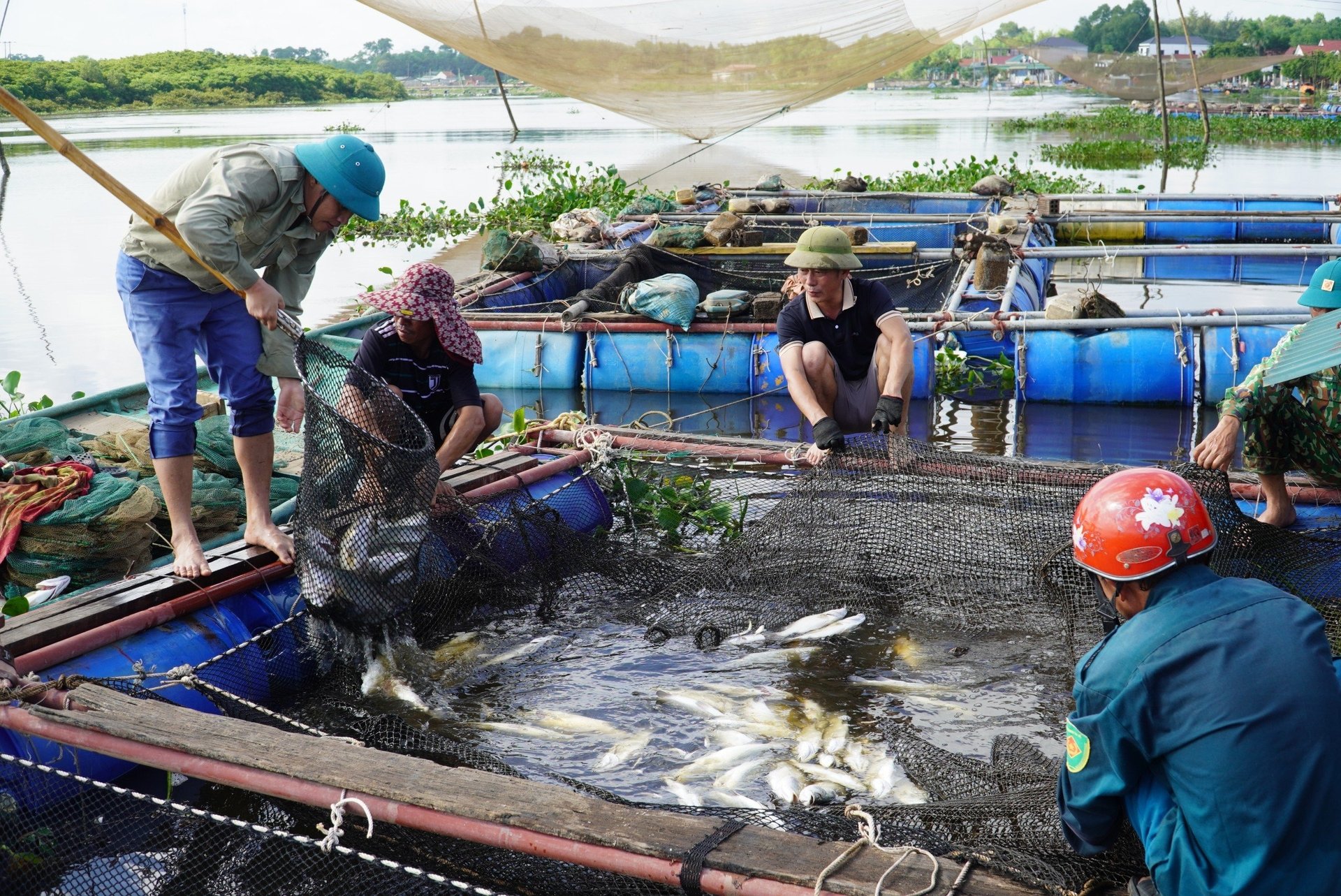Cá nuôi lồng bè sắp đến ngày thu hoạch của người dân thôn Sông Hải chết đột ngột khiến bà con trở tay không kịp.