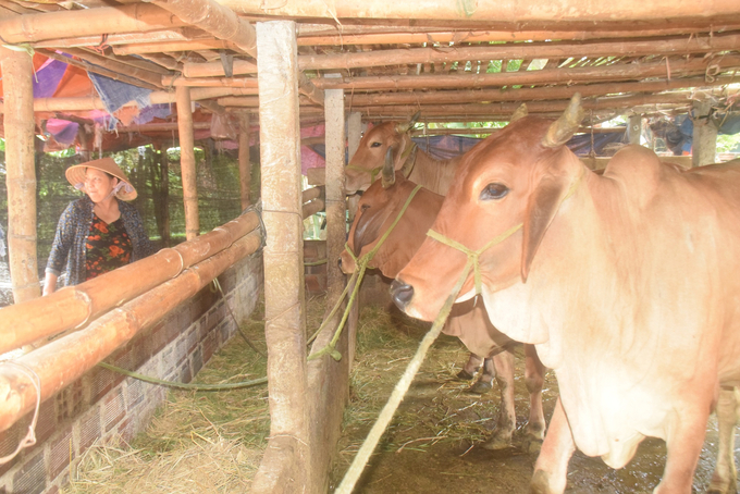 Chị Lê Thị Sương ở thôn Đông Lâm, xã Nhơn Lộc (thị xã An Nhơn, Bình Định) đang nuôi vỗ béo 3 con bò cái. Ảnh: V.Đ.T.