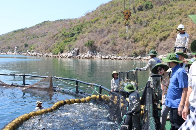 Tại vịnh Văn Phong (Khánh Hòa) đã phát triển bền vững mô hình nuôi cá chim vây vàng quy mô công nghiệp. Ảnh: V.Đ.T.
