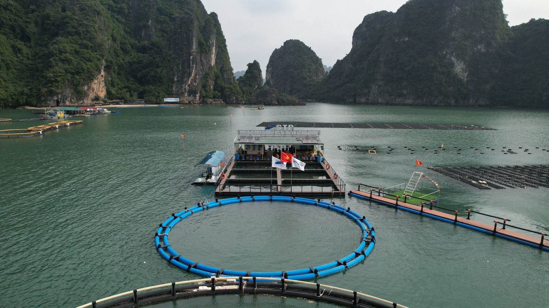 The marine farm combines STP Group's experience on Phat Co Island, Van Don, and Quang Ninh. Photo: STP Group. 