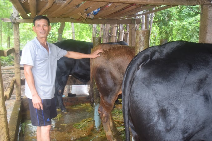 Vợ chồng chị Nguyễn Thị Thu Đông ở thôn Đông Lâm, xã Nhơn Lộc (thị xã An Nhơn, Bình Định) đang nuôi vỗ béo 5 con bò đực. Ảnh: V.Đ.T.