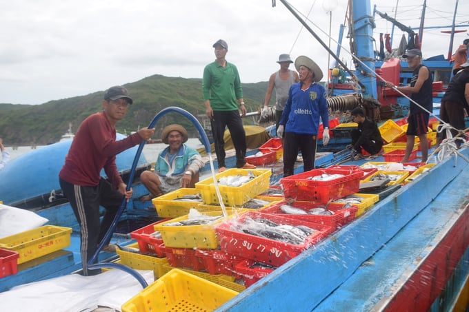 Ngư dân Bình Định đưa cá ngừ sọc dưa cập bờ tại Cảng cá Quy Nhơn. Ảnh: V.Đ.T.