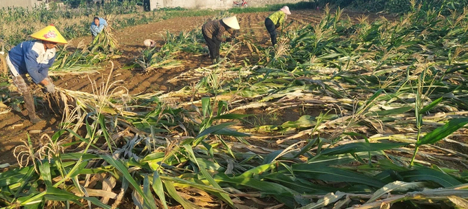 Nông dân huyện Diễn Châu thu hoạch vớt vát ngô non bị đổ gãy. Ảnh: Mai Giang.