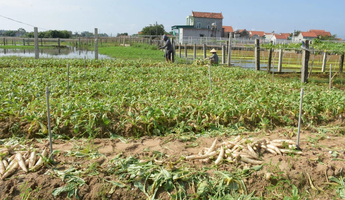 Một số diện tích rau màu vụ đông ở Nghệ An bị ảnh hưởng do mưa lớn, nông dân phải thu hoạch non để vớt vát. Ảnh: Thanh Phúc.
