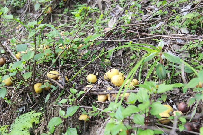 Due to unstable prices, people have not paid much attention to the care and collection of wild docynia indica, many fruits fall and rot under the trees. Photo: Thanh Tien.