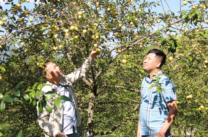 Currently, Mu Cang Chai has a large apple raw material area, but the consumption and processing of the product are still very limited. Photo: Thanh Tien. 