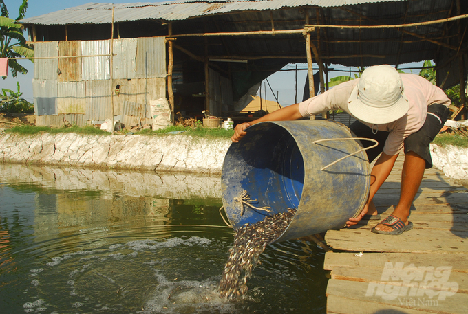 Farmers stocking pangasius fingerlings in the Mekong Delta region, Vietnam. Photo: Le Hoang Vu.
