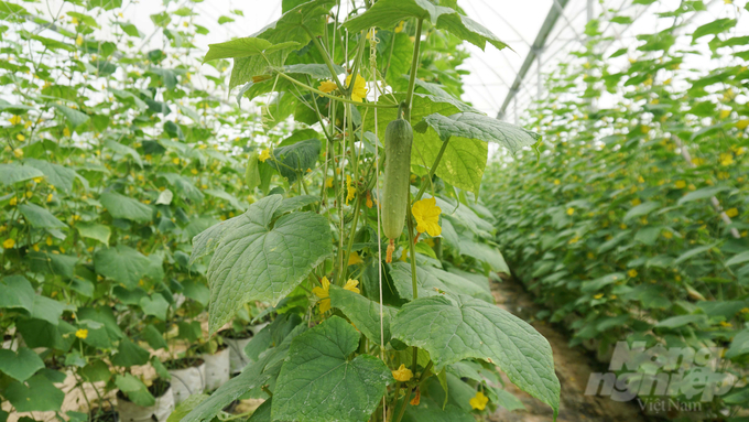 By adapting with flexibility and employing an intricate network of modern greenhouses and net-houses for the production of fruits and vegetables, Tam Huong farm contributes to providing a stable and locally sourced agricultural supply with high economic returns. Photo: Le Binh.