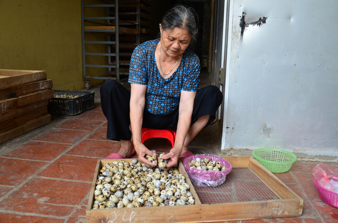 Trứng chuẩn bị xuất đi. Ảnh: Dương Đình Tường.