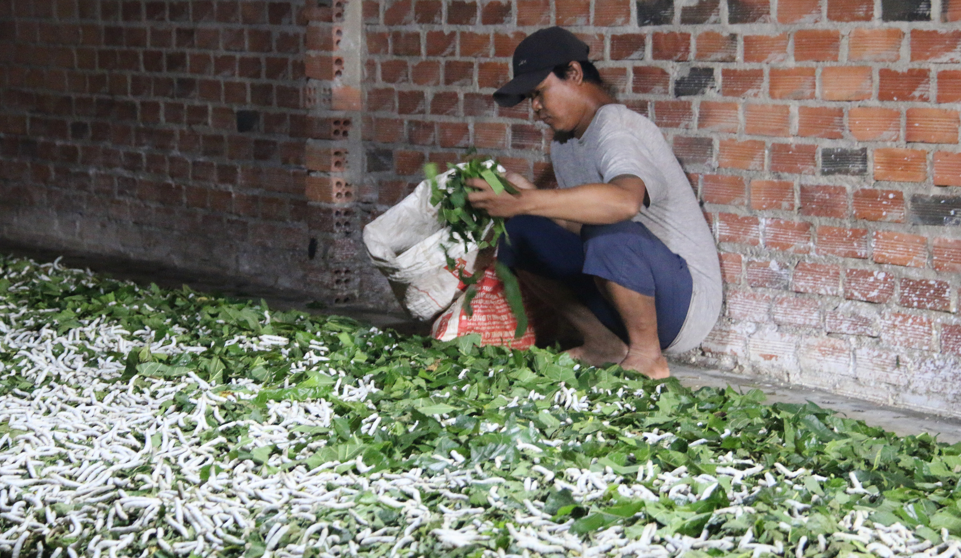 Trong thời gian tới, UBND huyện Đắk G'long sẽ nhân rộng mô hình trồng dâu nuôi tằm cho người dân tại địa phương. Ảnh: Quang Yên.