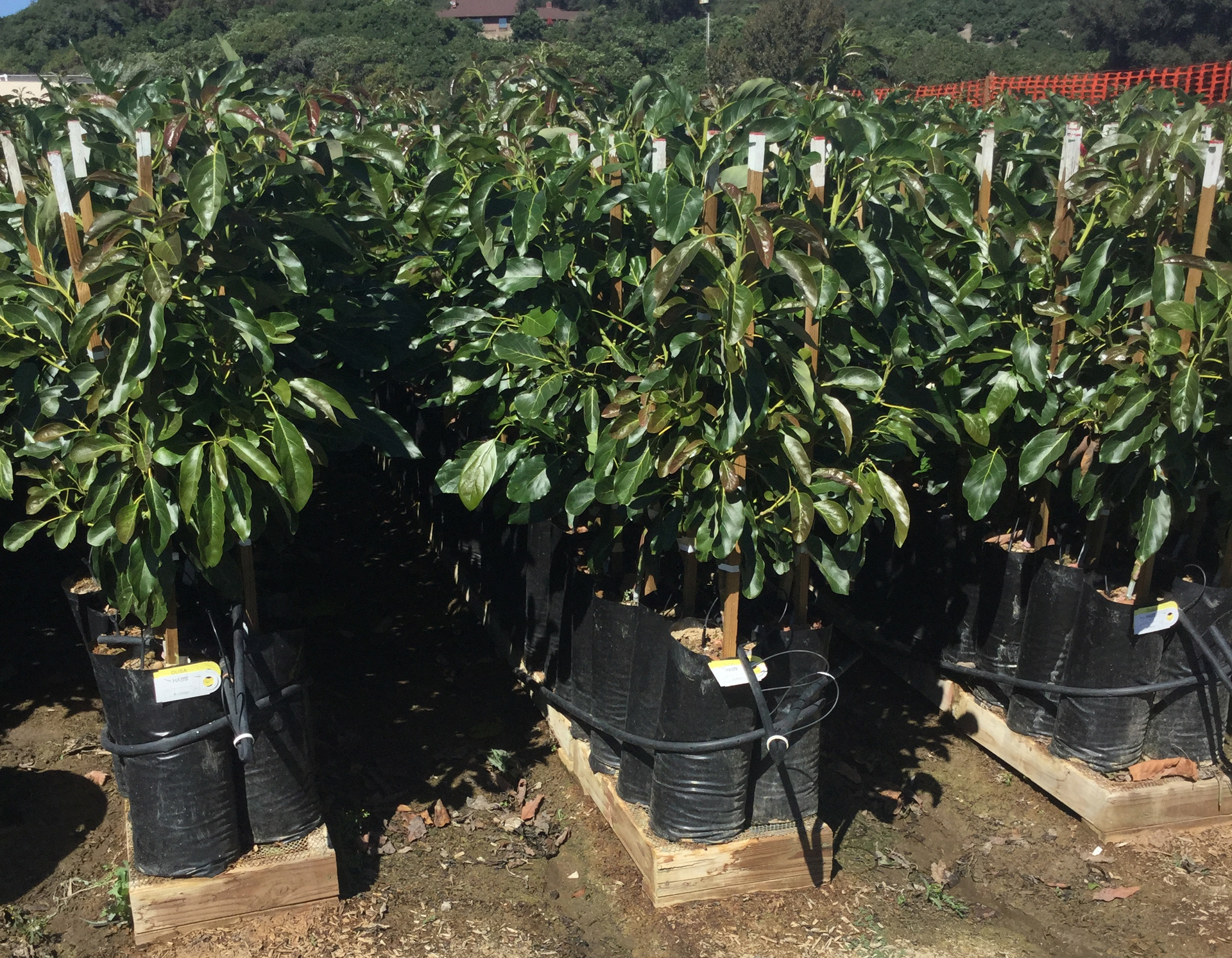 Hass avocado saplings grafted onto Dusa rootstock at the Brokaw nursery in the United States.