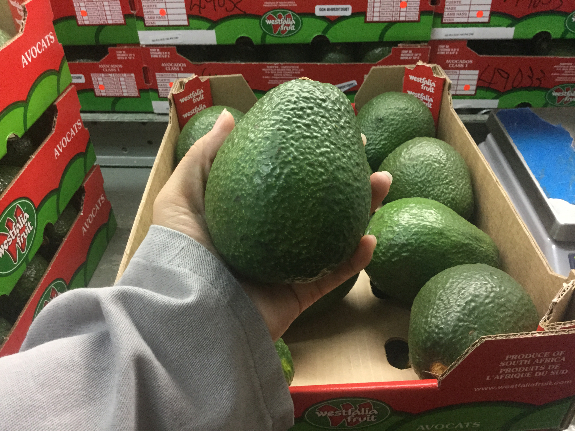 Packaged Lamb Hass avocados at Westfalia in South Africa. Photo: Nguyen Minh Chau.