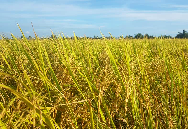 A ripened rice field in Thu Thua district, Long An province. Photo: Son Trang.
