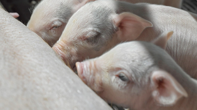 Herd health starts in the farrowing room, and according to the most recent Hogs & Pigs Report, U.S. pig farmers weaned 11.61 pigs per litter in the June to August period. COURTESY OF NATIONAL PORK BOARD