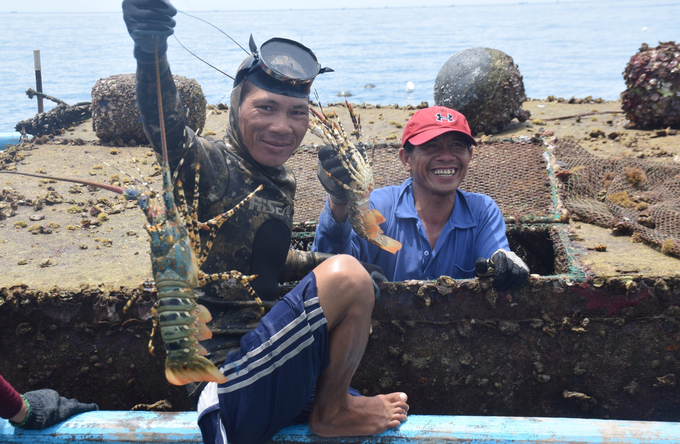 Industrial marine farming requires changes in cage materials and an increase in the proportion of artificial food. Photo: V.D.T.