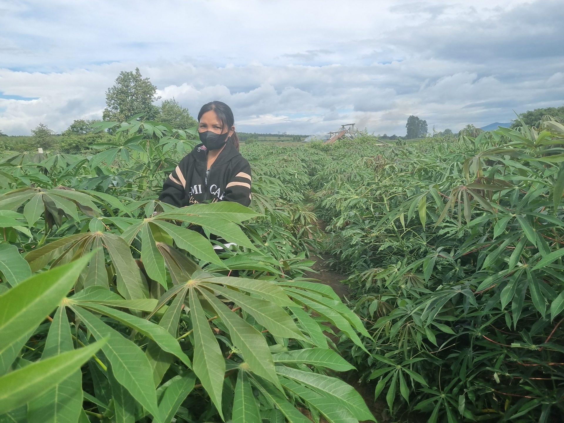 Chị Đinh Thị Khuynh áp dụng thành công cách chăm sóc khoai mì trên vườn của gia đình. Ảnh: Tuấn Anh.