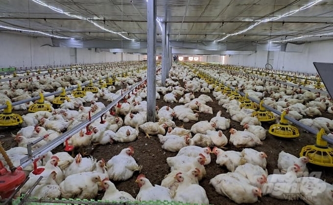 Mr. Chien's chicken farm is raised using today's most advanced cold-house technology. Photo: Viet Cuong.