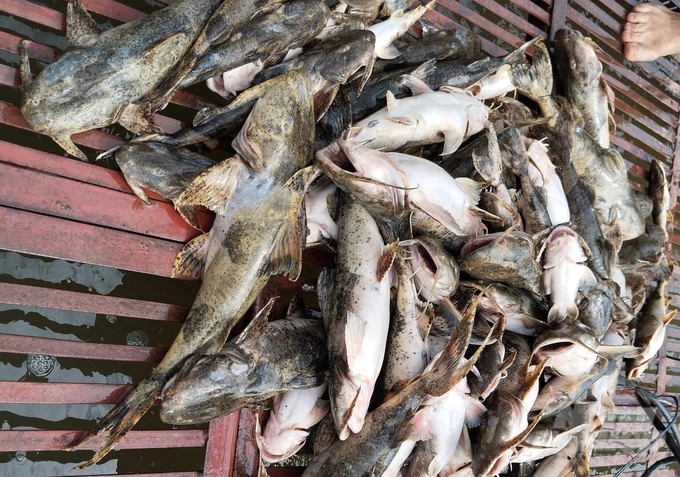 114 lồng nuôi cá chiên của các hộ nông dân ở Tuyên Quang bị chết trắng. Ảnh: Đào Thanh.