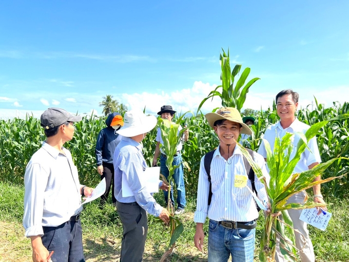 Các học viên tham gia lớp học đồng ruộng tại vườn bắp của nông dân thôn Phước Thiện (xã Phước Sơn, huyện Ninh Phước, Ninh Thuận). Ảnh: Cơ Nguyễn.